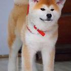 出售纯种秋田犬 实物拍摄 来狗场可看到实狗