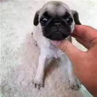 宜昌【*推荐】巴哥犬舍‖巴哥养殖场