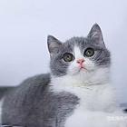 云南玉溪英国短毛猫蓝白幼猫价格多少
