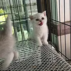 银渐层小猫出售