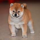 纯种日本柴犬多少钱 北京哪里有卖柴犬 纯种柴犬价格