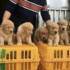 嘉兴纯种枫叶红金毛幼犬 健康疫苗齐 智商高超级可爱