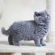 山南靠谱的卖蓝猫的商家 蓝猫一只价位