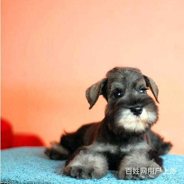 威海（出售）雪纳瑞幼犬哪里买 狗场出售纯种雪纳瑞幼犬的图片