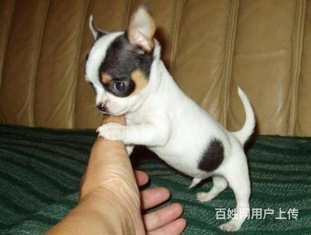 纯种吉娃娃 北京吉娃娃犬价格 出售签协议保健康