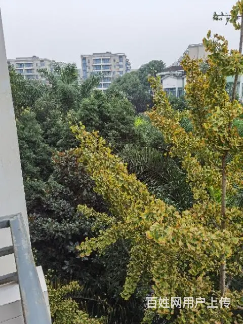 美洲花园优质楼中楼带屋顶花园的图片