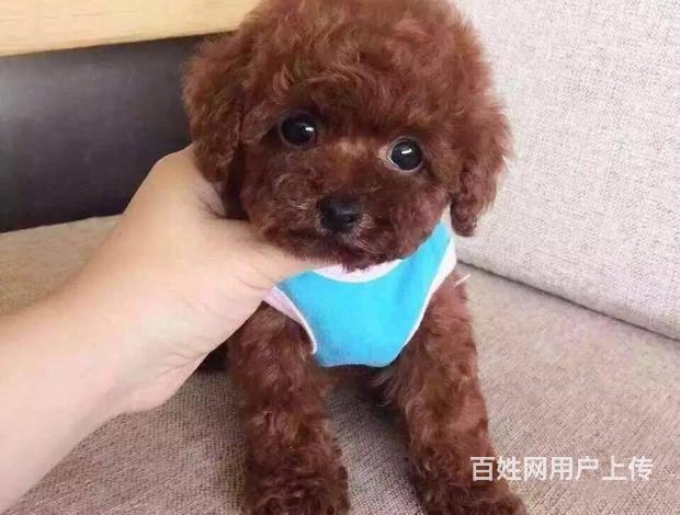 纯种泰迪犬多少钱一只 灰色泰迪 精品泰迪犬 保健康