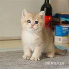 陕西咸阳包子脸金渐层送货上门