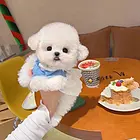 本地推荐精品纯种健康比熊犬纯种健康可签协议