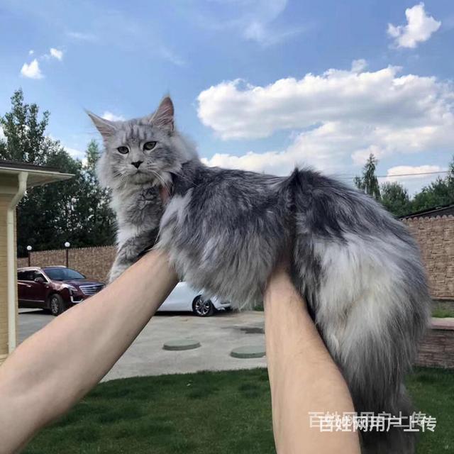 西宁纯种双血统纯白缅因特价处理的图片