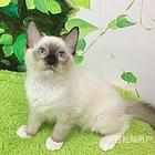 泰安猫舍直销暹罗猫猫舍特惠