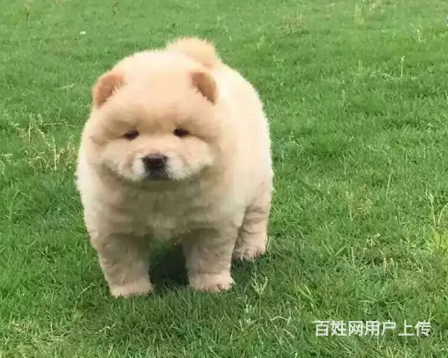 纯种肉嘴松狮幼犬多窝出售公母均有 签保障协议的图片