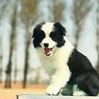 通脖通缝的精品边境幼犬 双血统边境牧羊犬
