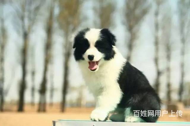 纯种边境牧羊犬 按时防疫 驱虫 品质健康保障 签协的图片