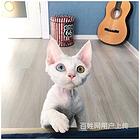 江西上饶花色德文幼崽哪里买