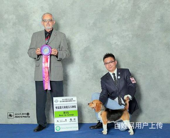 九江卖比格犬的狗场，小比格犬多少钱一只的图片
