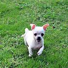 安庆哪有繁殖吉娃娃幼犬的，吉娃娃幼犬多少钱一只