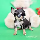 玛沁【同城挑选】吉娃娃幼犬幼犬价格玛沁吉娃娃幼犬