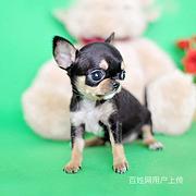 浦北【同城挑选】吉娃娃犬多少钱一只浦北吉娃娃犬