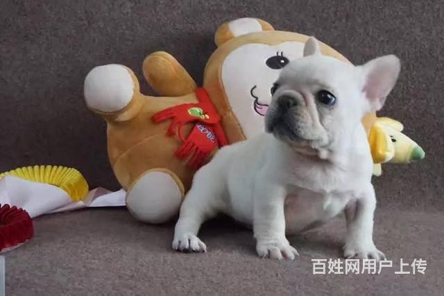 法系斗牛 斗牛犬多少钱 斗牛价格 包纯健康的图片