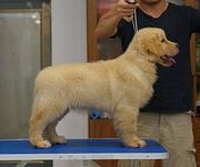 狗场出售金毛幼犬 美系英系血统均有
