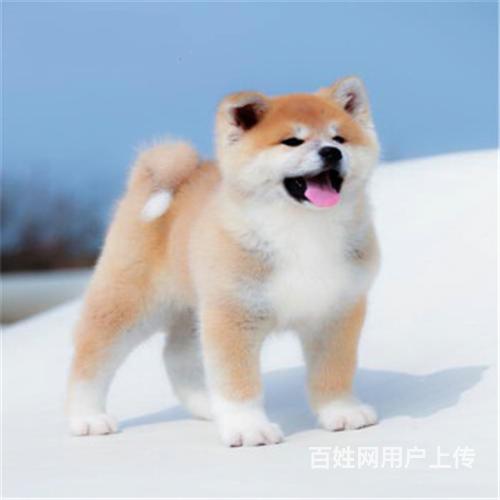 北京出售日本秋田犬幼犬防疫全日系秋田多只待选