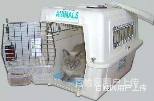 2022已更新}钦州宠物托运活体运输/安全高效(今日推荐)的图片