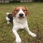 百色上哪可以看到比格犬犬舍，比格犬犬舍地址位置