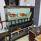 锦鲤鱼