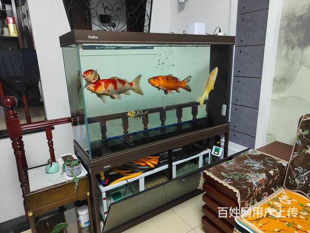 锦鲤鱼的图片