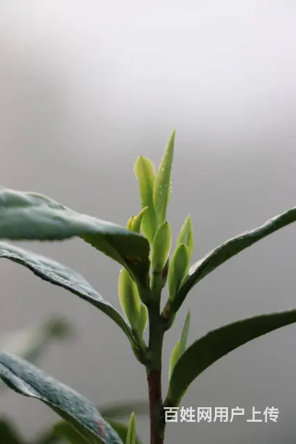 安吉白茶 茶叶茶苗 原产地直销 小戴白茶保质保量的图片