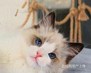 河南安阳海豹双色布偶猫一般多少钱