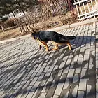 内江上哪可以看到德牧犬舍，德牧犬舍地址位置