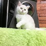新乡附近哪里有英短卖◆猫场常年卖纯种英短