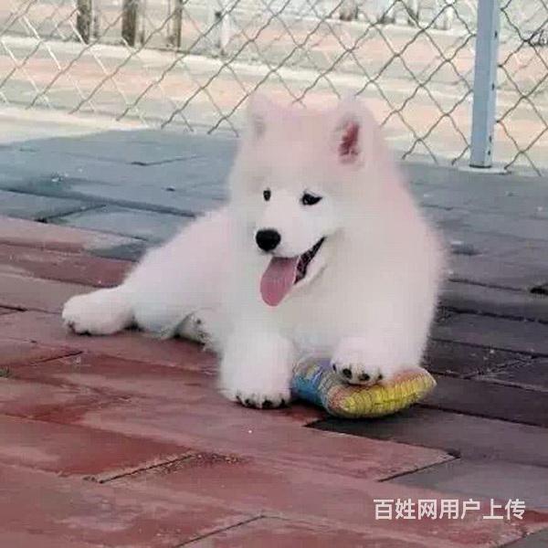 昌吉附近萨摩耶狗哪有卖的，可以上门去看的的图片