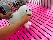 白山比熊价格_比熊多少钱比熊图片_纯种比熊幼犬
