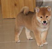 长春养柴犬的地方，卖柴犬的地方