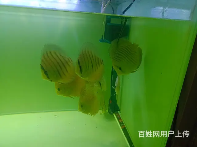 【搞定了！】七彩豹点，德松的图片