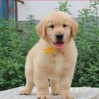 黄石金毛幼犬,大骨架品相好,纯种健康公母多只挑