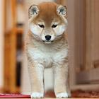 纯种日系柴犬幼犬出售 品相完美赛级品质 欢迎上门挑