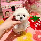 法系比熊 精品比熊 保纯保健康 包邮