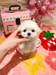 法系比熊 精品比熊 保纯保健康 包邮