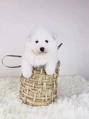 嘉兴本地萨摩耶犬舍，本地萨摩耶在哪里