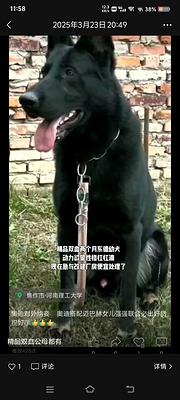双血东德幼犬个个棒棒的