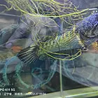 黄金眼镜蛇雷龙