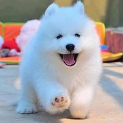 【CKU犬舍】莱芜靠谱萨摩耶犬舍  微笑天使