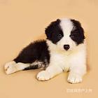 池州哪里有卖边牧犬的三通七白智商高包健康