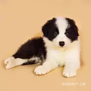 池州哪里有卖边牧犬的三通七白智商高包健康
