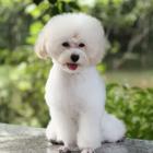 济宁哪里有卖贵宾犬 专业繁殖基地 多色可挑选