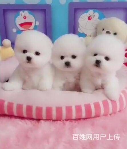 纯种博美幼犬 活泼可爱 欢迎上门选购的图片